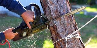 Best Tree and Shrub Care  in San Rafael, CA