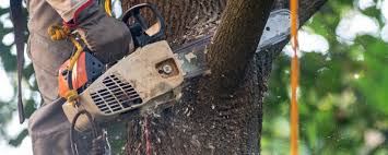 Best Commercial Tree Services  in San Rafael, CA