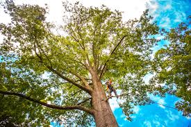 Leaf Removal in San Rafael, CA