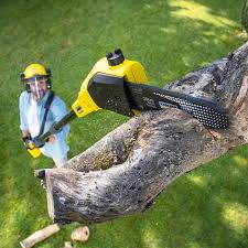 Reliable San Rafael, CA  Tree Services Solutions