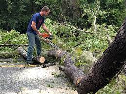 Seasonal Cleanup (Spring/Fall) in San Rafael, CA