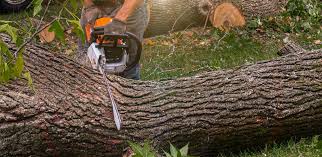 Best Root Management and Removal  in San Rafael, CA