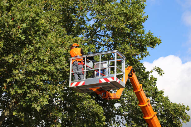 Mulching Services in San Rafael, CA