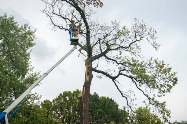 Best Fruit Tree Pruning  in San Rafael, CA