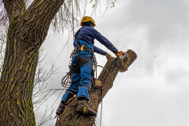 Best Utility Line Clearance  in San Rafael, CA