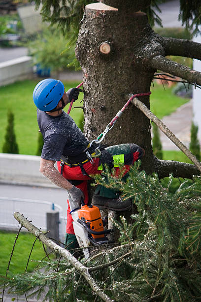 Best Weed Control  in San Rafael, CA