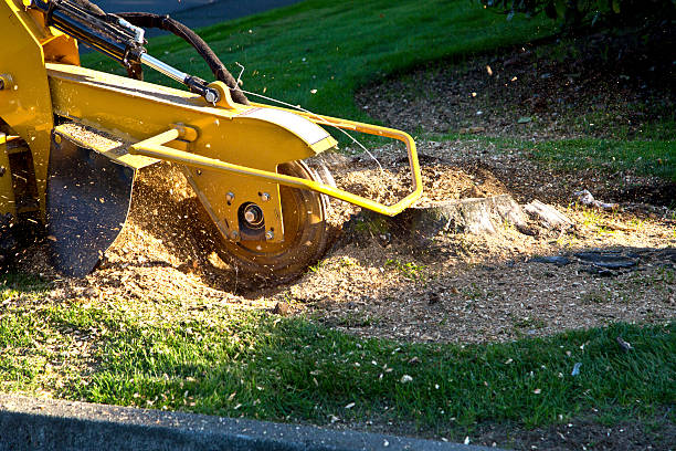 Best Tree Disease Treatment  in San Rafael, CA