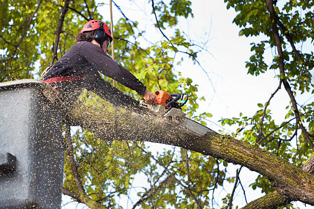 Best Tree Removal  in San Rafael, CA